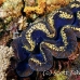 clam_giant_kk_h_0705_png1468.jpg